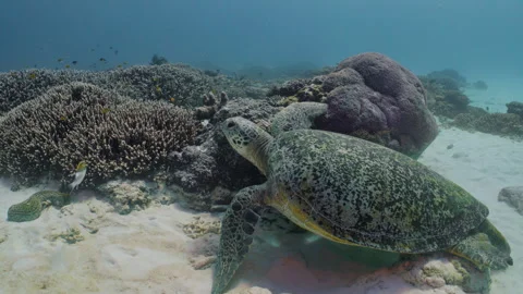 A green sea turtle at a scratching spot on the Great Barrier Reef. Stock Footage 295313421