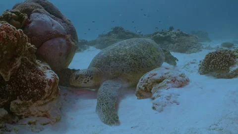 Green sea turtle settling down to rest on the Great Barrier Reef Stock Footage 295274482