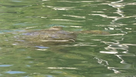 Green Sea Turtle Several Turtles Breathing Surfacing Emerging Head Above Water Stock Footage 134422803