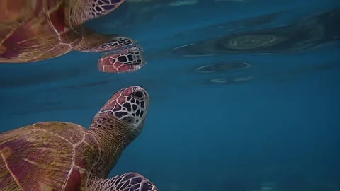 Green sea turtle in the shallow reef Stock Footage 132597325