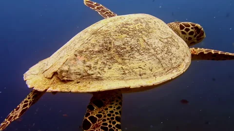 Green Sea Turtle Shell Texture Close Up in Clear Blue Ocean Water in Bali Stock Footage 334163525