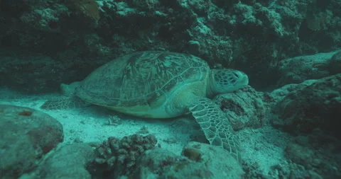 Green Sea Turtle Sleeping on a Reef Underwater Stock Footage 279918725