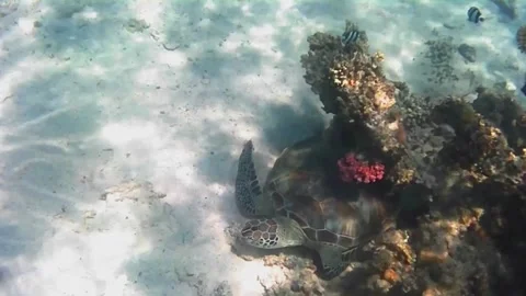 Green Sea Turtle Sleeping Under Coral Reef 스톡 동영상 341770852