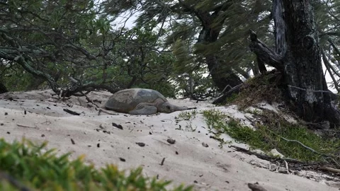 Green sea turtle slowly moves through the sand dunes after laying eggs in a Stock Footage 329285376
