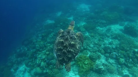 Green sea turtle surfaces for air to breathe, then dives back to the reef. Stock Footage 121362815