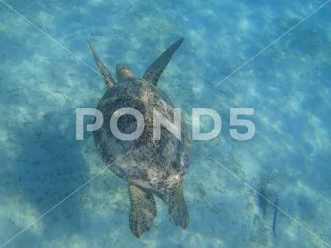 Green Sea Turtle swiming under the ocean floor Stock Photos