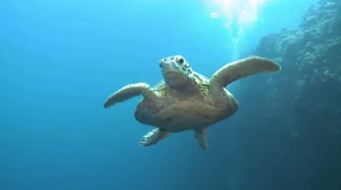 Green sea turtle swimming against to my camera - PERFECT SHOT! Stock Footage