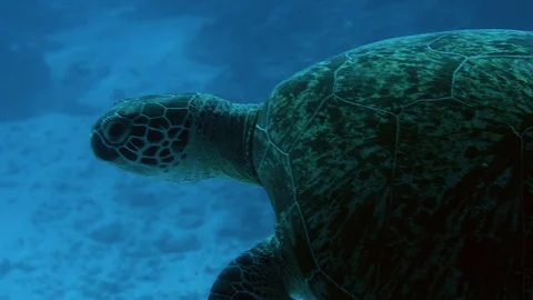 Green sea turtle swimming in the deep. Stock Footage 107400926