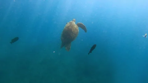 Green Sea Turtle Swimming in deep water Stock Footage 255405089