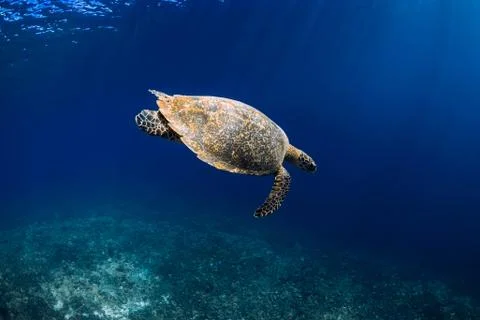Green sea turtle swimming in deep sea, closeup Stock Photos