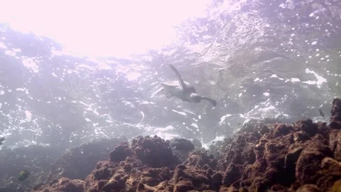 Green Sea Turtle Swimming Down from Surface into the Deep Sea 4K Stock Footage 334114907