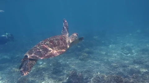 Green sea turtle swimming gracefully underwater with snorkeler in background Stock Footage 340903792