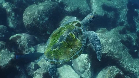 A green sea turtle swimming gracefully through a rocky reef Stock Footage 346531189