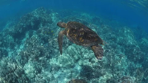 Green Sea Turtle swimming inside sea water over seabed Stock Footage 115871396