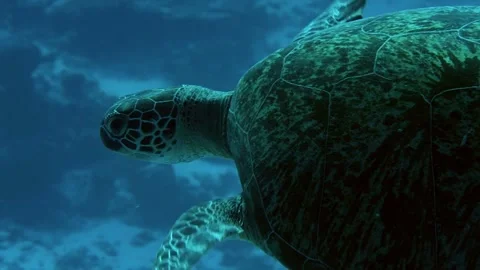 Green sea turtle swimming in the ocean  Stock Footage 259463590