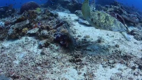 Green Sea Turtle Swimming Over Coral Reef in Sipadan Stock Footage 346339754