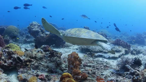 Green Sea Turtle Swimming Over Coral Reef in Sipadan Stock Footage 346339780