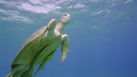 Green Sea Turtle swimming up to surface, takes breath and rests swaying on Stock Footage 252016498