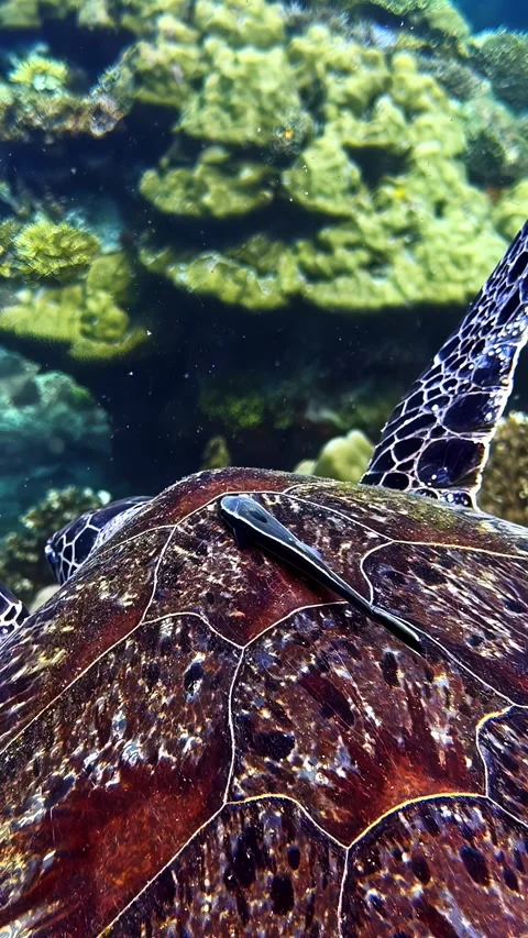 Green sea turtle swims directly overhead above vibrant green coral formation Stock Footage 341536859