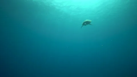 Green sea turtle swims down gracefully from the surface towards the camera, in 스톡 동영상 331310858