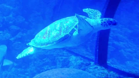 Green sea turtle swims effortlessly underwater Stock Footage 329328677