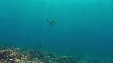 Green Sea turtle swims to the surface 4K Stock Footage 68707102