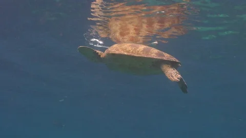 Green Sea Turtle swims to the surface and breathes Video stock 87817520