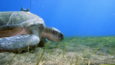 Green Sea Turtle Tracking Shot Feeding on Seagrass Meadow Stock Footage 332661463