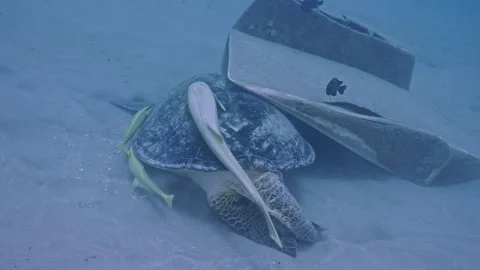 Green sea turtle trying to scrape off remoras from shell Stock Footage 342819072