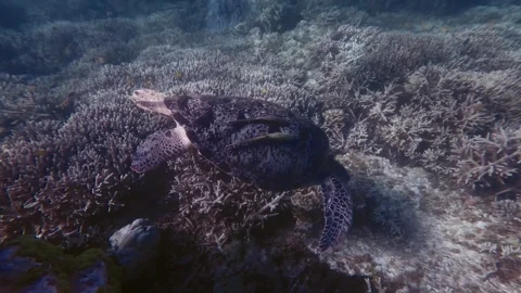Green sea turtle with two live sharksucker remora on its shell gliding over a Stock Footage 338171445