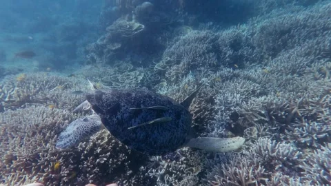 Green sea turtle with two live sharksucker clinging to its shell while eagerly Stock Footage 338201824