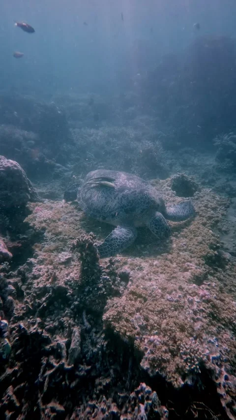 Green sea turtle with two live sharksucker eating algae on the seafloor Stockbeeldmateriaal 345083233