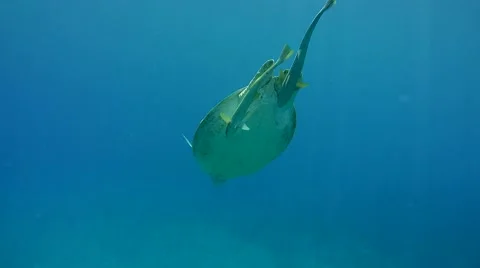 Green sea turtle with two Remora fish di... | Stock Video | Pond5