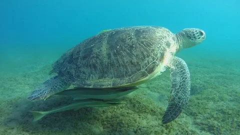 Green sea turtle with two remora fish swim over sandy bottom - Red Sea Stock Footage 77603492