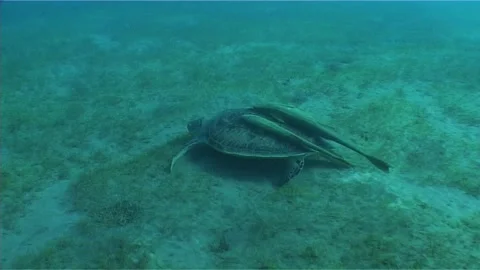 Green Sea Turtle With Two Remoras On Top Stock Footage 292609185