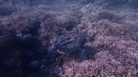 Green sea turtle with two slender sharksucker on its shell navigating over a Stock Footage 338171400