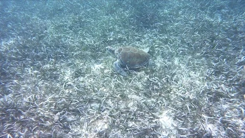 Green Sea Turtle Underwater Stock Footage 168530914