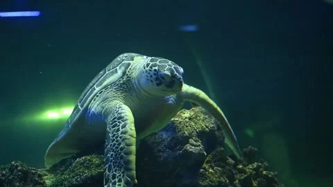 Green Sea Turtle  Underwater turtle swimming. Green Sea Turtle 스톡 동영상 250187793