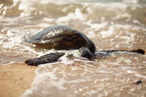Green Sea Turtle in waves. Stock Photos