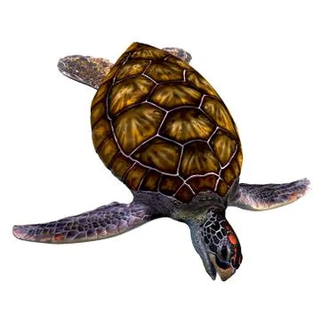 Green Sea Turtle on White Stock Illustration