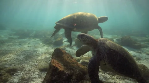Green sea turtles relaxing in lagoon and coming up for air Stock Footage 33399673