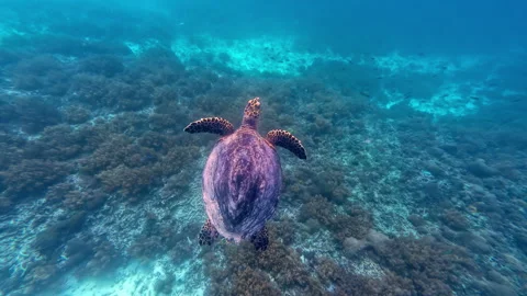 Green Sea Turtles Surfacing At Turtle Paradise In Lombok, Indonesia. POV Shot 動画素材 312092364
