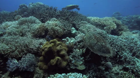 Green sea turtles swimming over coral reef garden Stock Footage