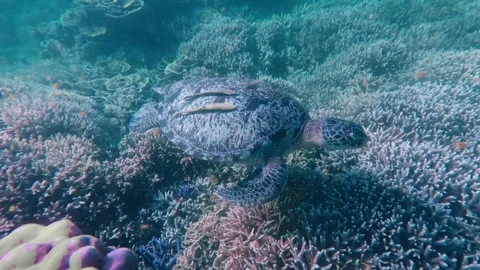 Green sea turtlewith two live sharksuckerclinging to its shell as it cruises Stock Footage 338202550
