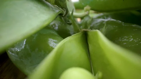 The green seads inside the pod of the beans Stock Footage 135700809