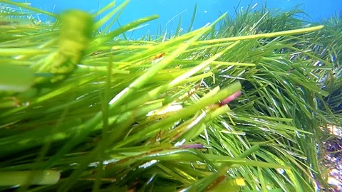 Green seagrass in current, closeup Stock Footage 123875683
