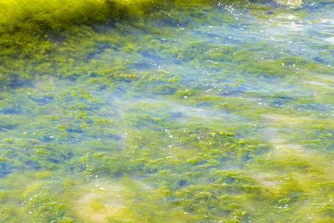 Green seaweed algae cluster on sandy beach coastal texture background. 스톡 사진