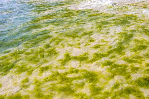Green seaweed algae washed ashore on sandy beach texture background. Stock Photos