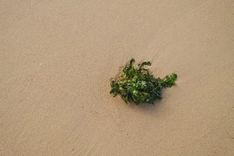 Green Seaweed on Clean Sandy Beach Stock Photos