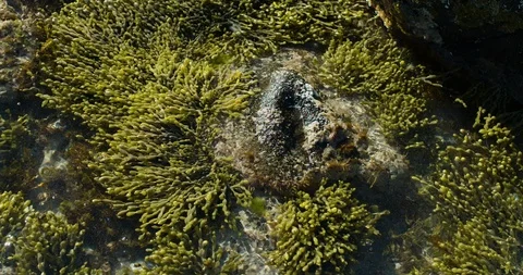 Green seaweed gently moving with the tide in a rockpool in early morning - 4K. Stock Footage 87828811